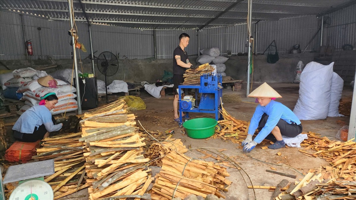 Quế Bình Liêu: ‘Vàng xanh’ giúp bà con dân tộc làm giàu