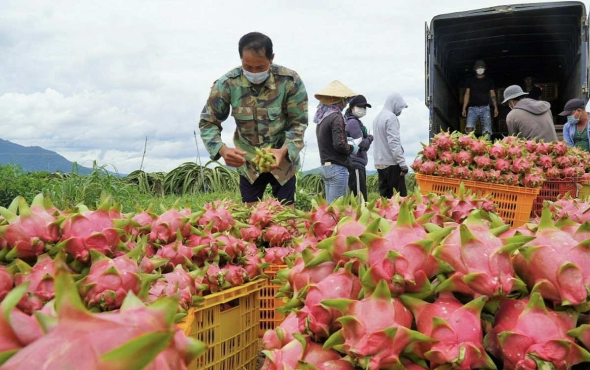 Thanh long Bình Thuận: Trái ngọt từ hành trình giảm nghèo
